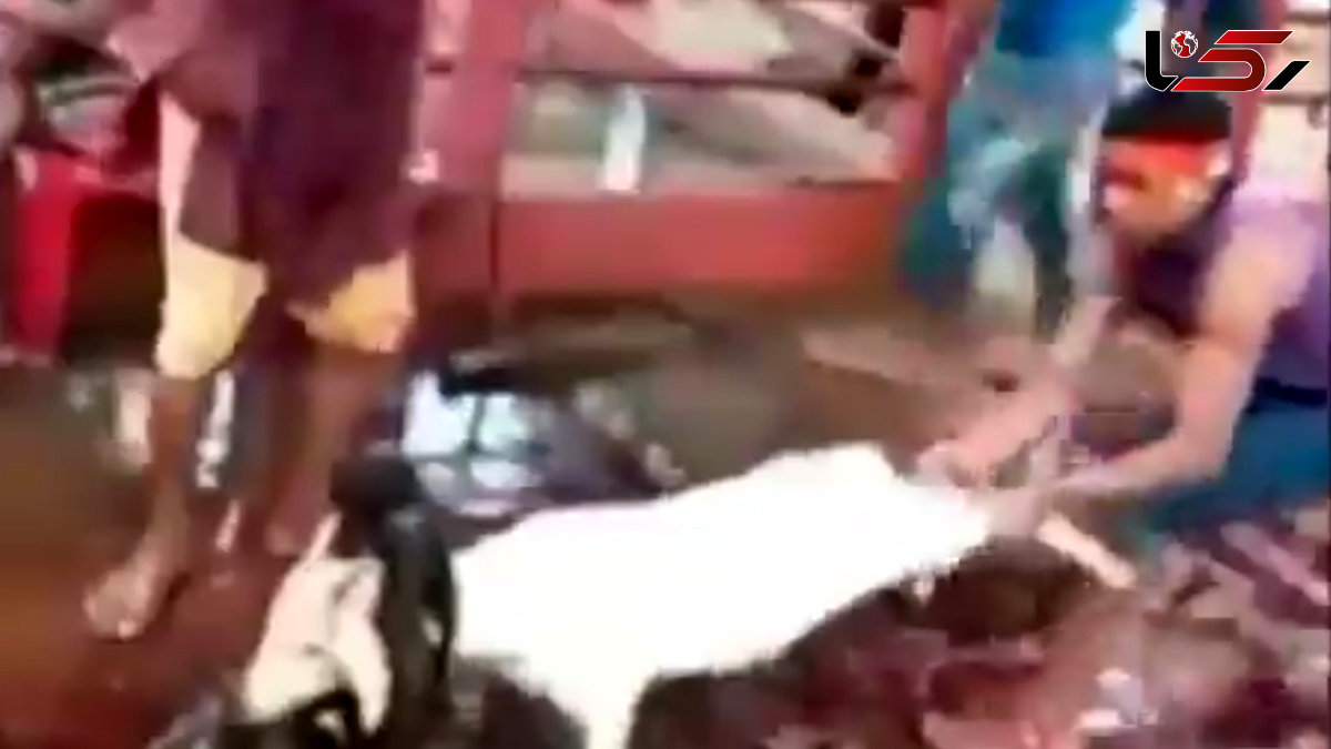 ذبح وحشیانه گوسفندان + فیلم(14+)