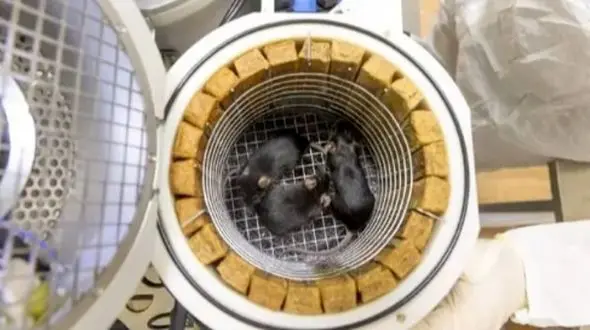 سفر فضایی موش‌ها و مگس‌ها: داستانی جذاب