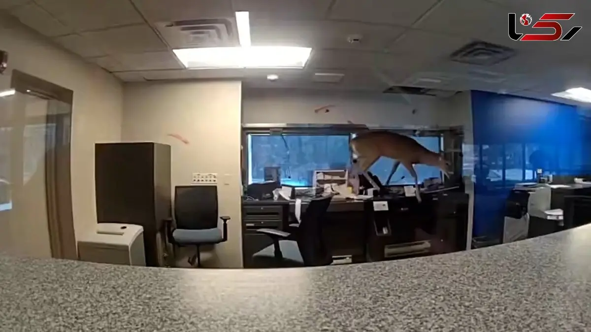 فیلم / سرقت ناموفق و جالب یک گوزن از بانک