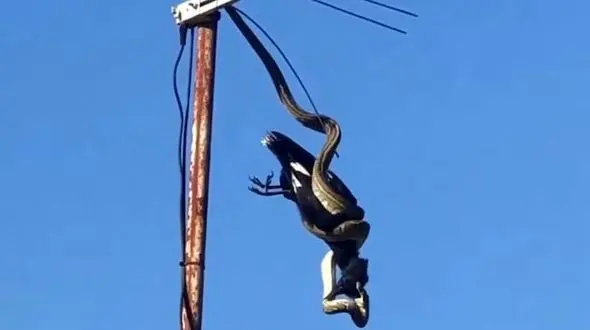 کلاغ نگون بخت روی آنتن پشت بام لقمه مار سمی شد + فیلم و عکس