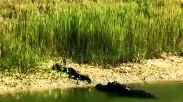 فیلم لحظه شکار مار توسط کروکودیل