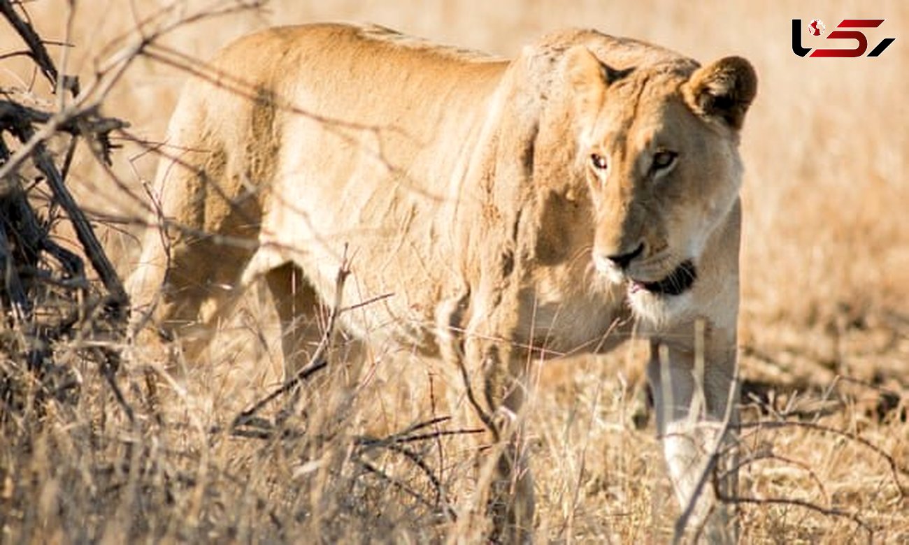 فرار ۱۴ شیر از پارک ملی "کروگر" در آفریقای جنوبی