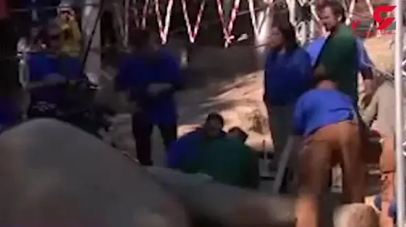 فیل را در وسط باغ وحش جراحی کردند + فیلم 