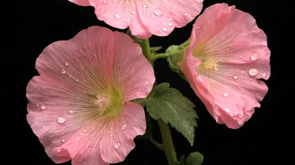 فال و طالع بینی امروز 14 بهمن 1404 