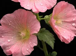 فال و طالع بینی امروز 14 بهمن 1404 