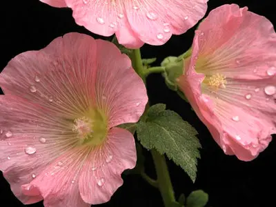 فال و طالع بینی امروز 14 بهمن 1404 