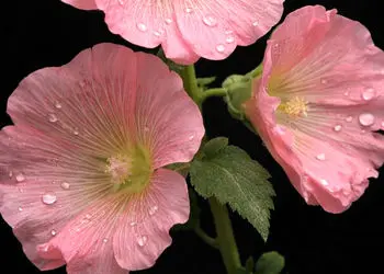 فال و طالع بینی امروز 14 بهمن 1404 