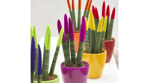 شرایط نگهداری از سانسوریا رنگی