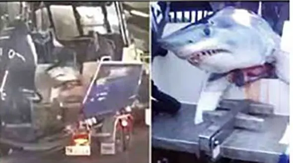 رانندگی مرد ماهیگیر با کوسه غول پیکر در اتوبان خبرساز شد + عکس