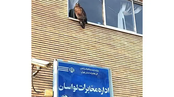 عقاب سرگردان در لواسان زنده‌گیری شد