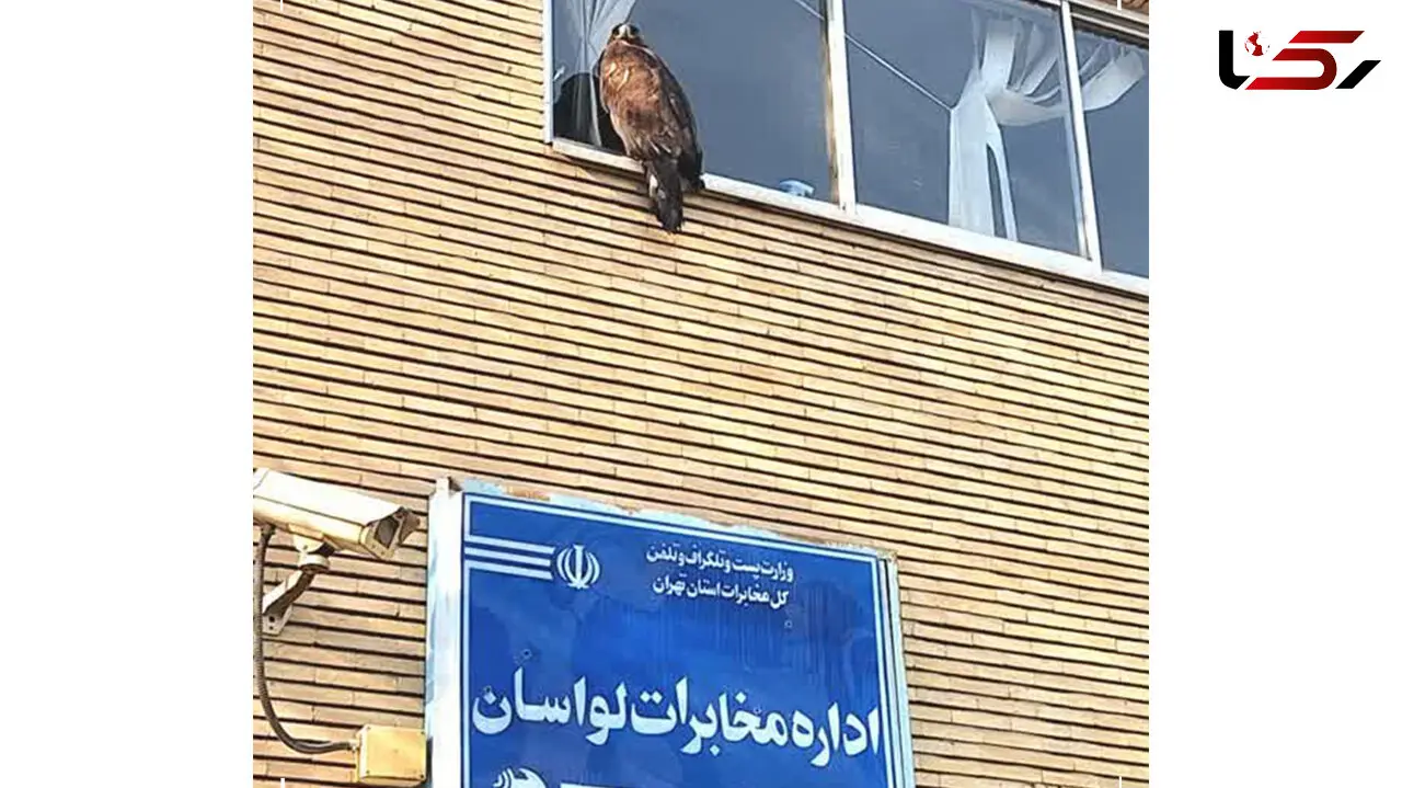 عقاب سرگردان در لواسان زنده‌گیری شد