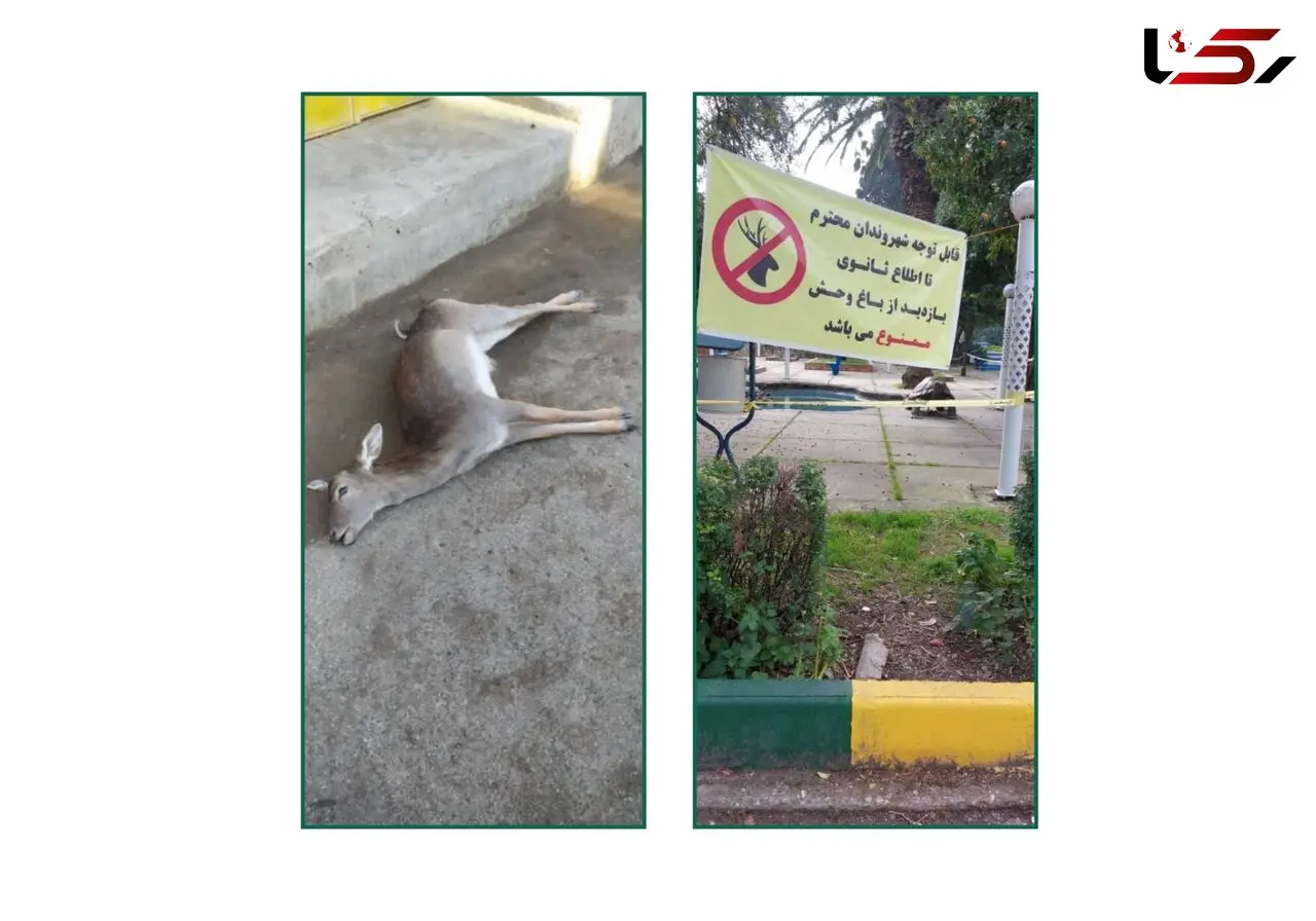 مرگ گوزن های زرد در باغ وحش بهشهر/ از 9 گوزن دو قلاده جان دادند/7 گوزن دیگر همجوار کمپوست های زباله های شهری شده‌اند!