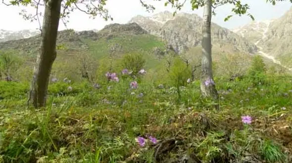 قتل پسر جوان تهرانی توسط دختر همسایه / شیما با ماشین لوکس پدرام را در باغ زیر گرفت