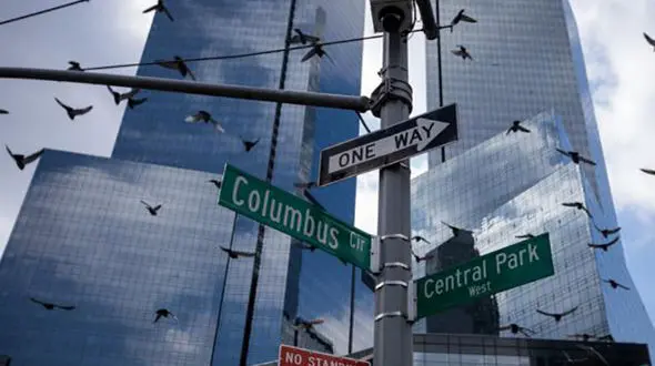 در این شهر پرندگان به طرز فجیعی جان می دهند +عکس