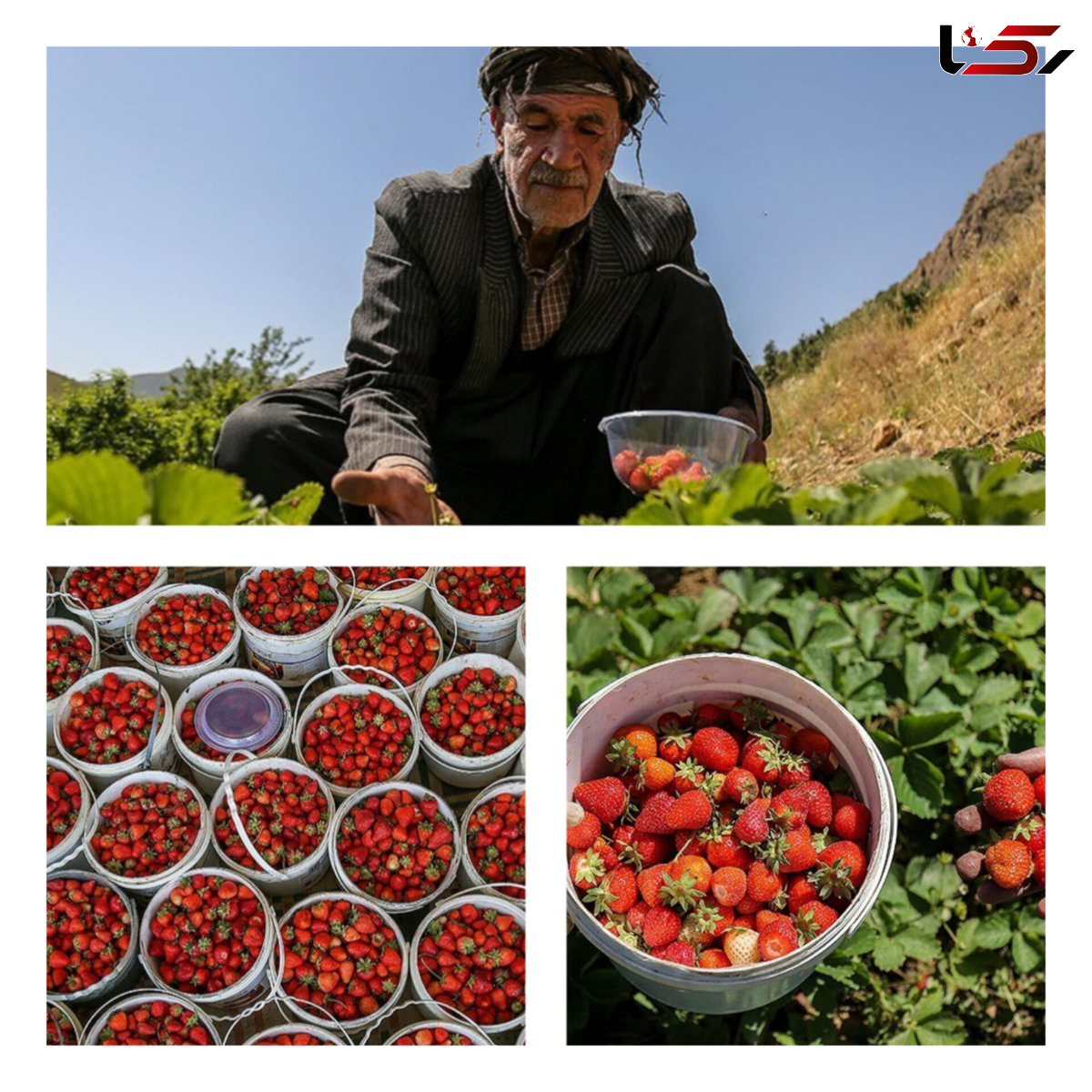 برگزاری چهارمین جشنواره توت‌فرنگی در روستای گردشگری شیان