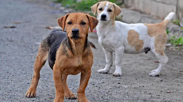  سگ‌ها شیوع دهنده کرونای جدید + جزییات