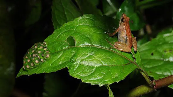 کشف گونه جدید قورباغه طلایی در اتیوپی +عکس
