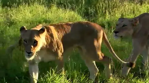 فیلم تغییر مسیر شیرها هنگام مواجهه با فیل جوان