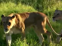 فیلم تغییر مسیر شیرها هنگام مواجهه با فیل جوان