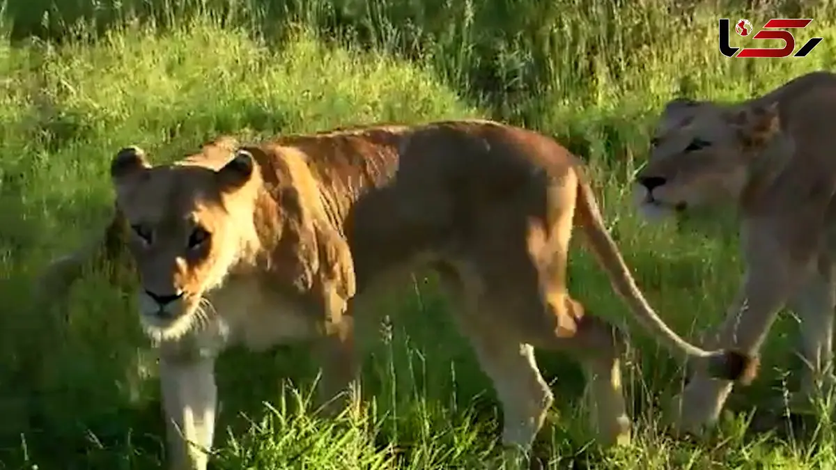 فیلم تغییر مسیر شیرها هنگام مواجهه با فیل جوان