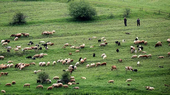 ناپدید شدن مرموز چوپان 50 ساله در گلستان  