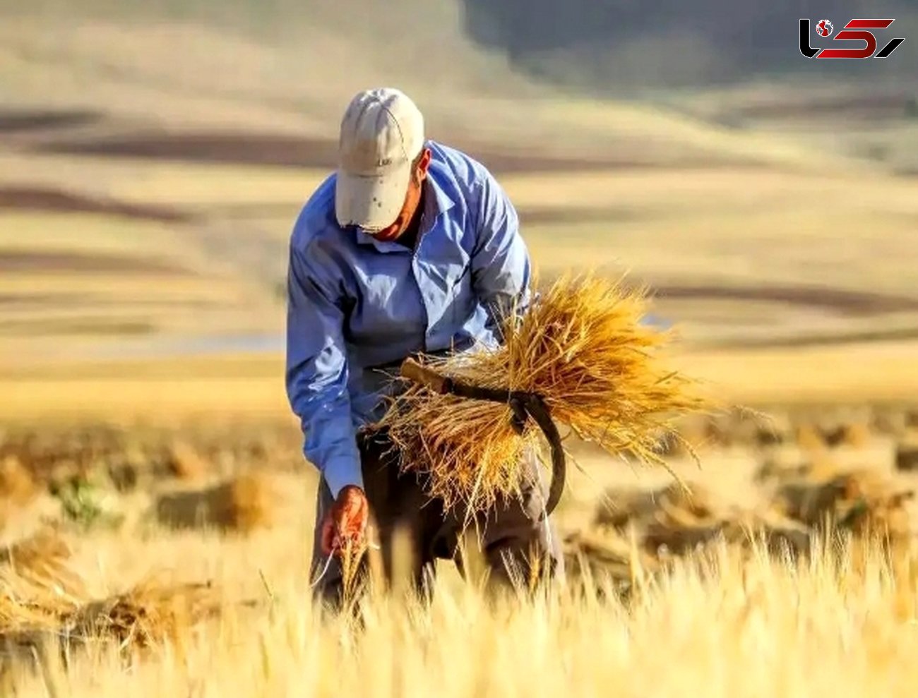 خرید تضمینی گندم از مرز ۸.۲ میلیون تن گذشت/افزایش ۱۸ درصدی خرید گندم