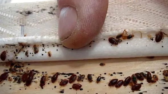 کشتن سوسک و ساس به قیمت جان همسایه  / در مشهد رخ داد