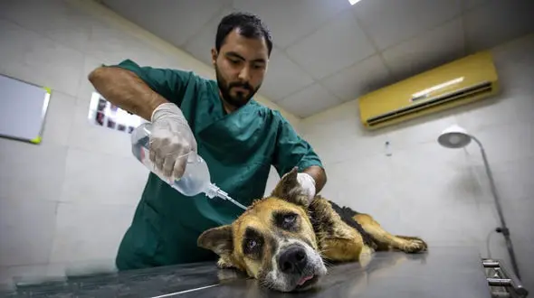 سگ گله پای مأمور دامپزشکی را گاز گرفت ! / هنگام مایه کوبی رخ داد