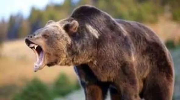 حمله خونین خرس به روستایی در گیلانغرب + جزییات