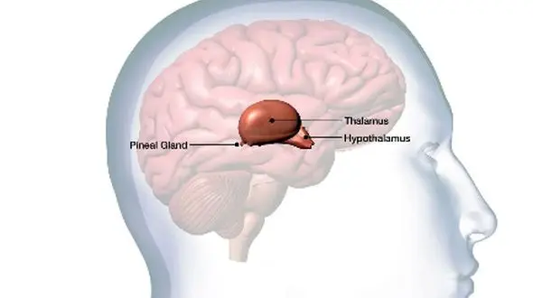 نگهبان آگاهی انسان در مغز شناسایی شد؛ انقلاب در علوم عصب‌ شناسی