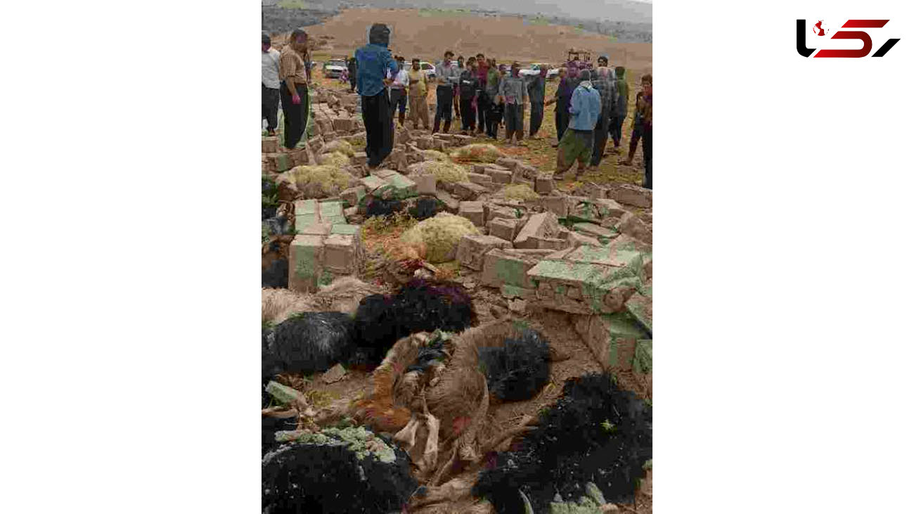تند باد در ایلام  دامدار ۶۵ ساله و 30 گوسفندش را کشت + عکس