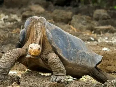 ماجرای جورج تنها؛ لاک‌ پشتی که با مرگش جهان را تکان داد!