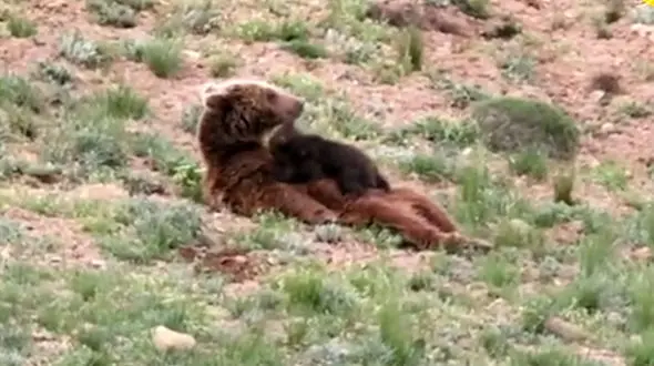 فیلم دیدنی از شیردادن خرس قهوه ای به بچه  اش / در پارک ملی گستان رخ داد