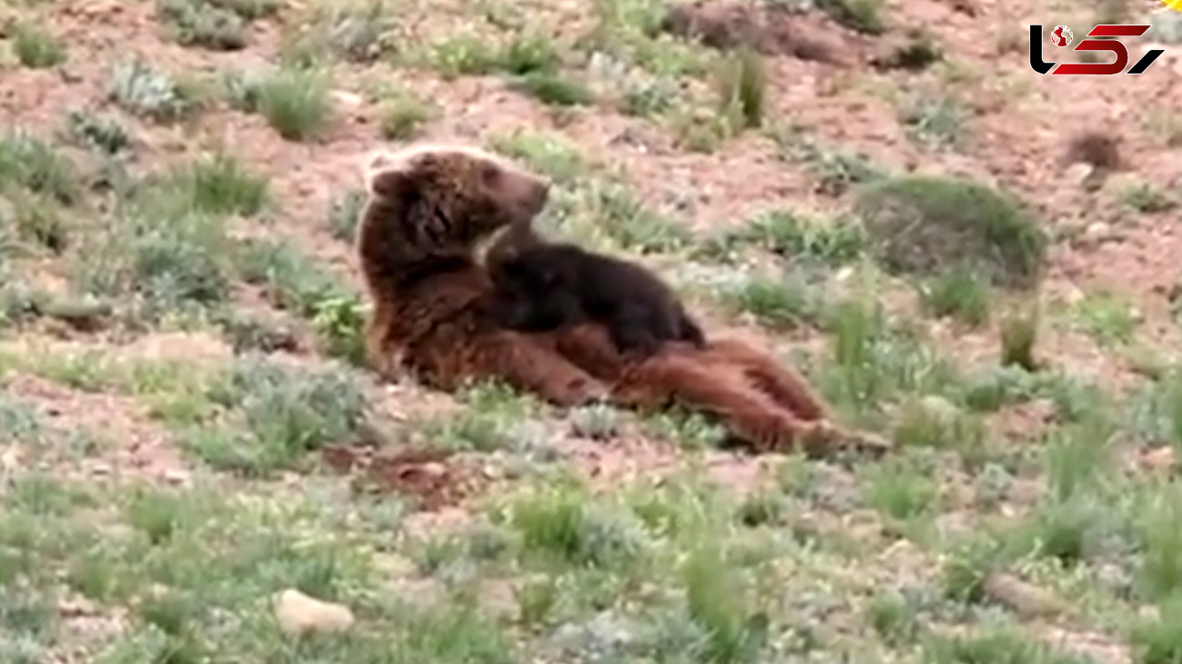 فیلم دیدنی از شیردادن خرس قهوه ای به بچه  اش / در پارک ملی گستان رخ داد