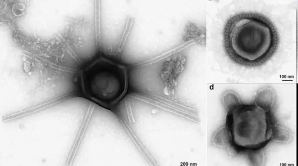 تصاویر / کشف ویروس‌هایی با شکل‌های عجیب در خاک جنگل/ از زن بدسیما تا لوله‌کش!