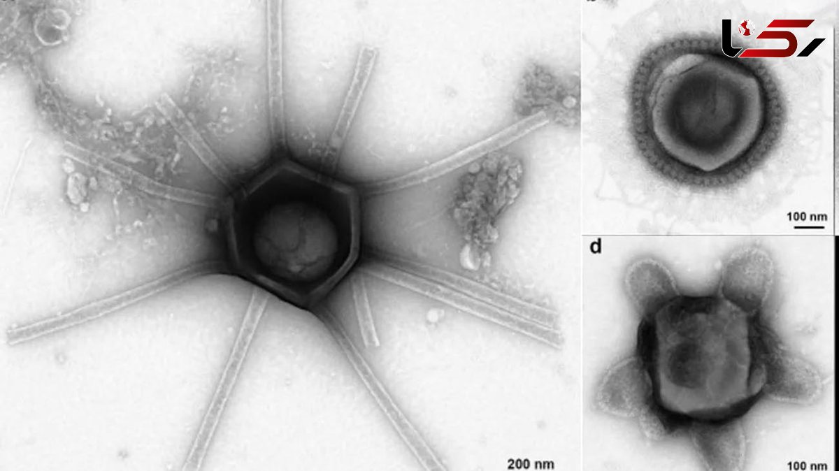 تصاویر / کشف ویروس‌هایی با شکل‌های عجیب در خاک جنگل/ از زن بدسیما تا لوله‌کش!