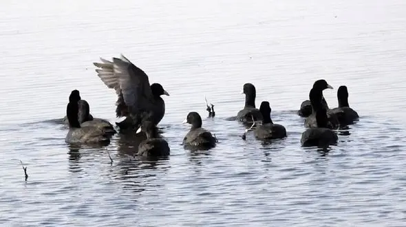 مهاجرت دسته دسته پرندگان به تالاب‌های خوزستان / هورالعظیم ظرفیتی که مغفول ماند