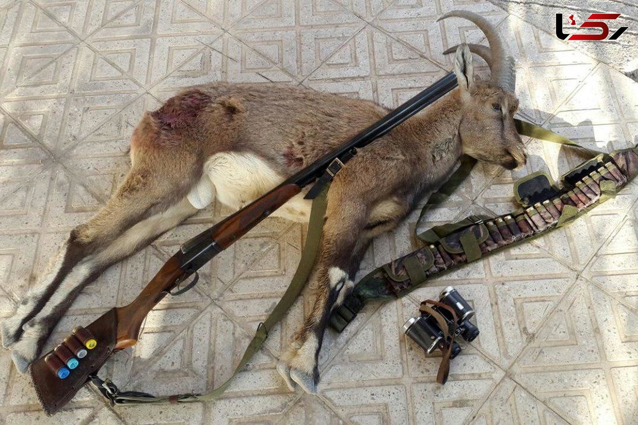 دستگیری شکارچی قوچ وحشی در لرستان
