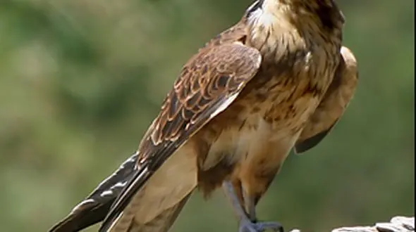 از طرز شکار دلیجه تا آوردن حیات وحش به داخل شهر