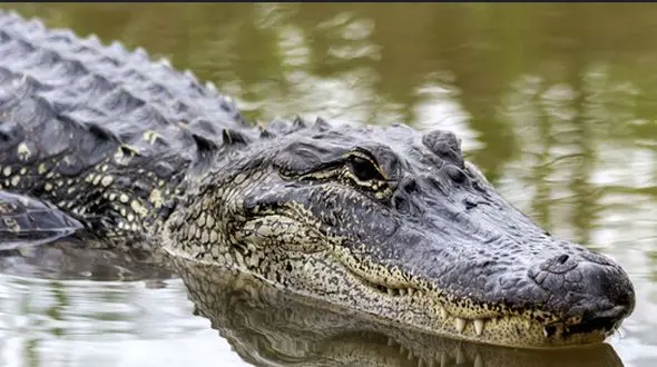 فیلم مربی حیوانات در رویارویی خطرناک با تمساح / بازی با آرواره‌ هایی که مرگبارند