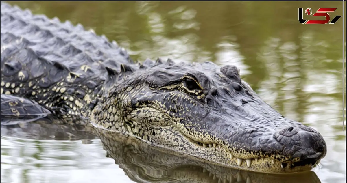 فیلم مربی حیوانات در رویارویی خطرناک با تمساح / بازی با آرواره‌ هایی که مرگبارند