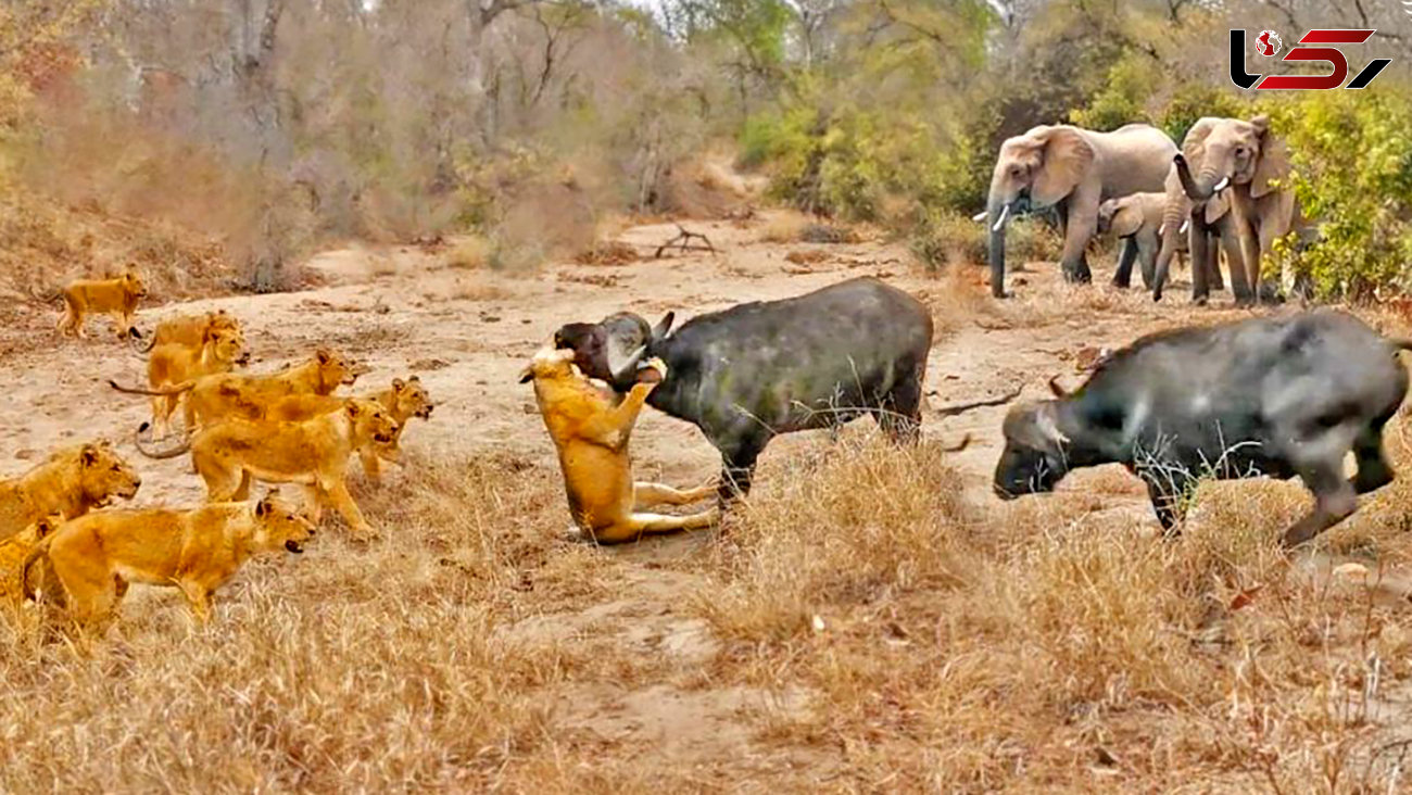 فیلم شگفت انگیز حمله 22 شیر به 2 گاو نگونبخت !
