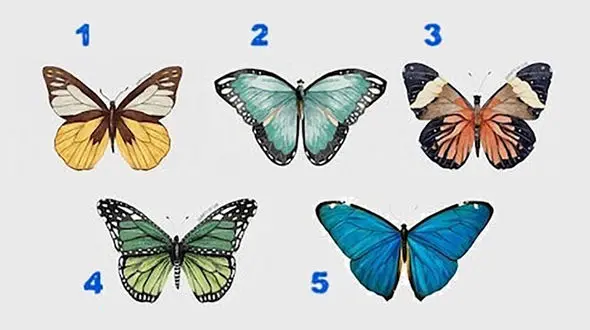 تست : یک پروانه انتخاب کنید ! / اعتراف به عشق تان سخت است !