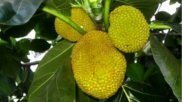 این درخت ها در تهران نان می‌دهند ! + عکس و جزئیات باورنکردنی از مواد مغذی آن