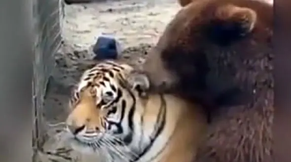 فیلمی که دل‌ ها را برد! صحنه‌ های خاص از دوستی ببر و خرس