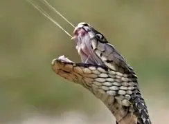 راز مرگبار نیش مارها: مرگ در 90 میلی‌ ثانیه