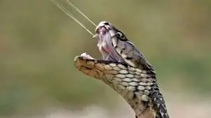 راز مرگبار نیش مارها: مرگ در 90 میلی‌ ثانیه