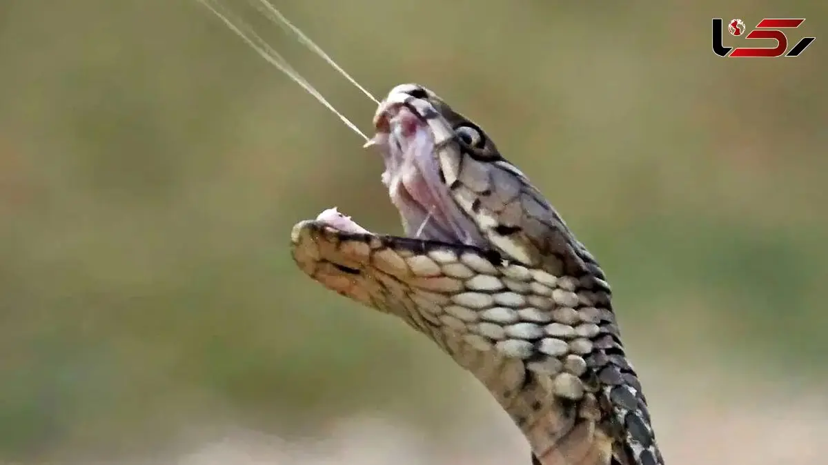 راز مرگبار نیش مارها: مرگ در 90 میلی‌ ثانیه