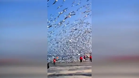 فیلم / هجوم حیرت انگیز مرغ‌های دریایی به یک دریاچه