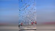 فیلم / هجوم حیرت انگیز مرغ‌های دریایی به یک دریاچه